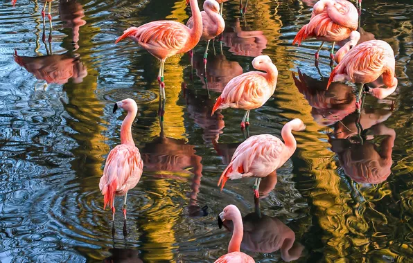 Birds, reflection, pack, Flamingo, pond, a lot, a flock of birds, pink flamingos