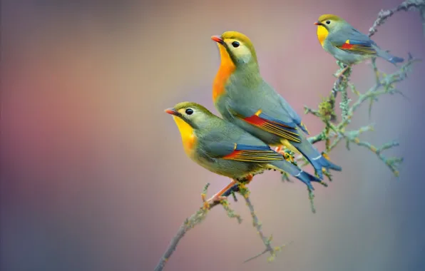 Birds, branch, beak