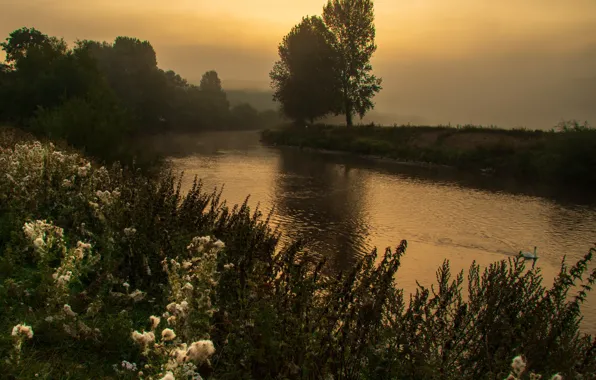 Summer, trees, fog, river, thickets, shore, vegetation, the evening