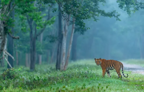 Picture forest, look, trees, tiger