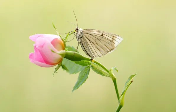 Flower, butterfly, bokeh
