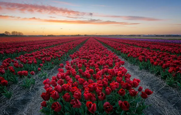 Field, flowers, the evening, tulips