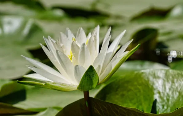 Picture summer, leaves, nature, Flower, pond, Water Lily