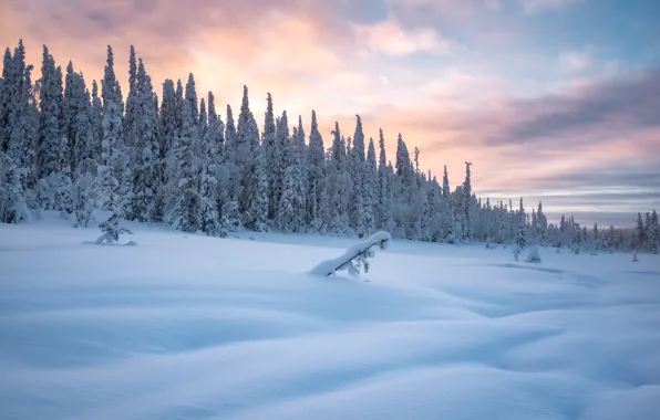 Picture winter, forest, snow, trees, sunset, the snow, Russia, Karelia