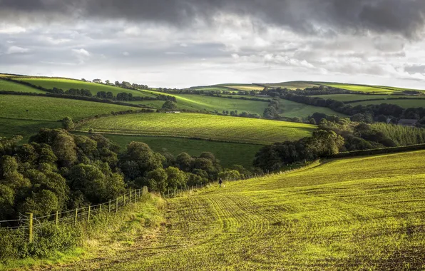 Trees, hills, field, England, Cornwall, rural landscape