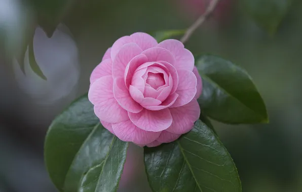 Leaves, macro, branches, Camellia