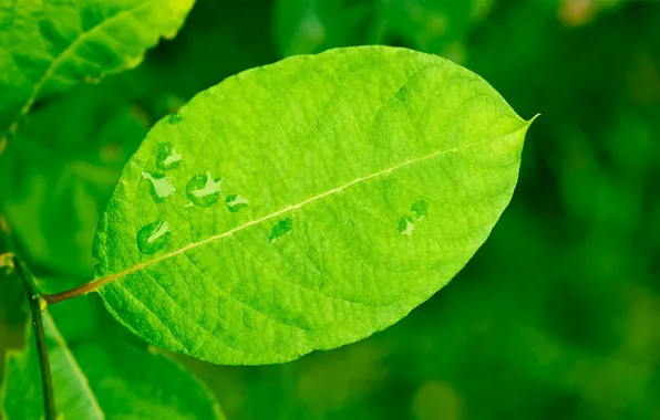 Picture summer, drops, sheet, leaf, moisture, branch, green leaf, stalk