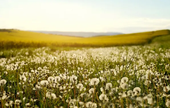 Picture field, summer, nature, dandelions
