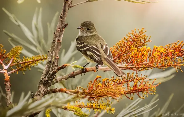 Forest, branches, nature, berries, bird