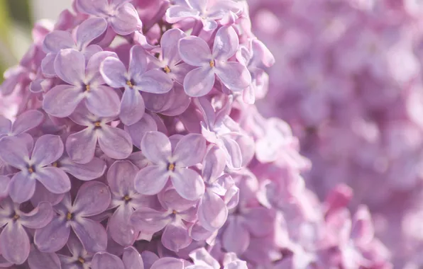 Macro, flowers, nature, tenderness, color, branch, spring, lilac