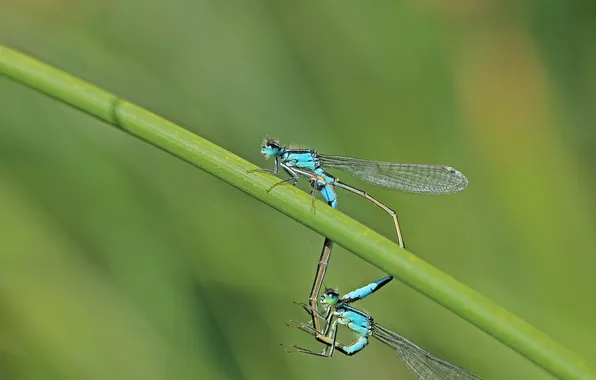 Insects, stem, bokeh, dragonflies