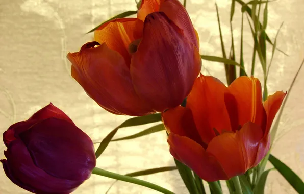 Flowers, bouquet, tulips