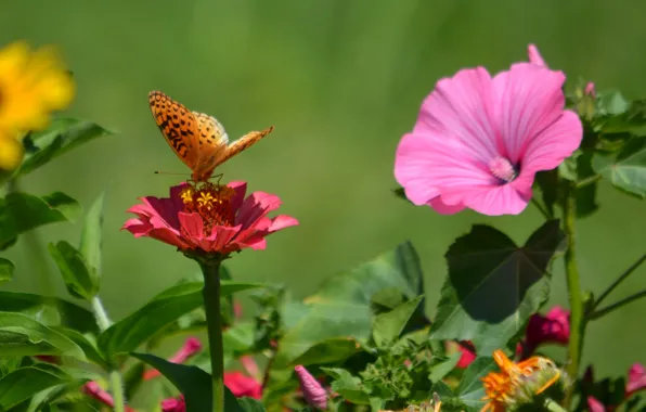 Flowers, butterfly, plant, wings, petals, insect, moth