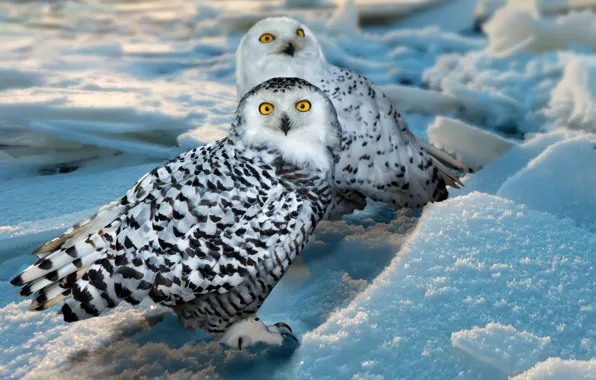 Winter, look, snow, birds, owl, bird, the snow, white