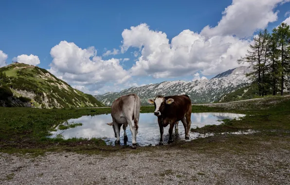 Lake, shore, cows