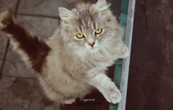 Cat, grey, runs, kitty