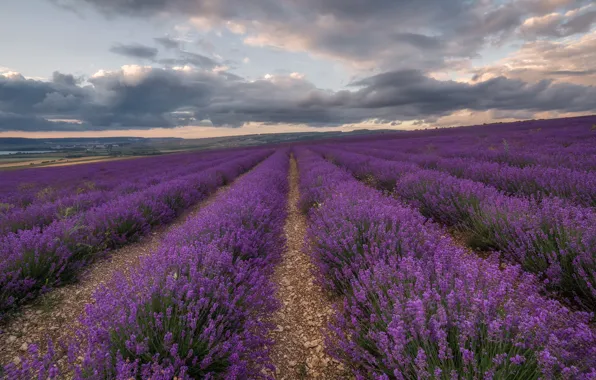 Wallpaper flowers, lavender, plantation, lavender field