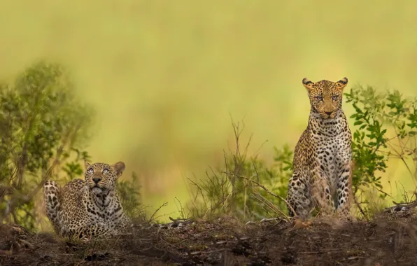 Picture background, vegetation, predators, wild cats, a couple, leopards
