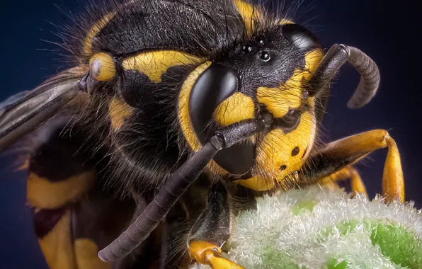 Picture eyes, macro, bee, head, insect, antennae