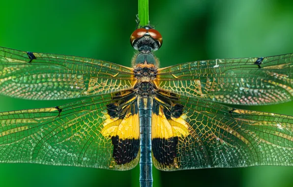 Macro, wings, dragonfly, insect