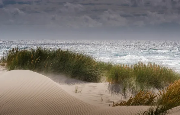 Picture sand, sea, beach, the wind, vegetation, dunes