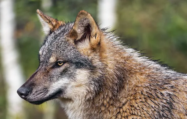 Picture nature, face, animal, wolf, wildlife, head, fur, mammal