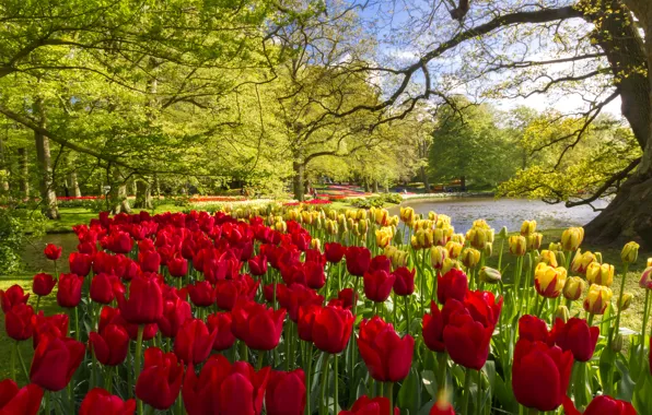 Trees, flowers, pond, Park, yellow, tulips, red, Netherlands