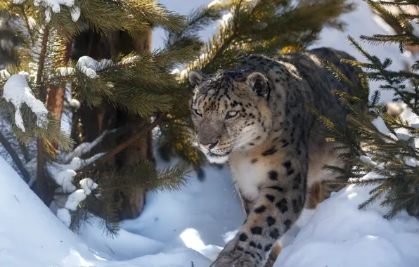 Picture winter, snow, branches, nature, tree, animal, spruce, predator