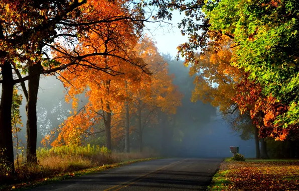 Road, autumn, leaves, fog, yellow, forest.trees
