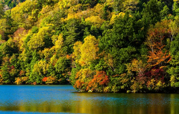 Picture autumn, forest, trees, yellow, river, Sunny, colorful