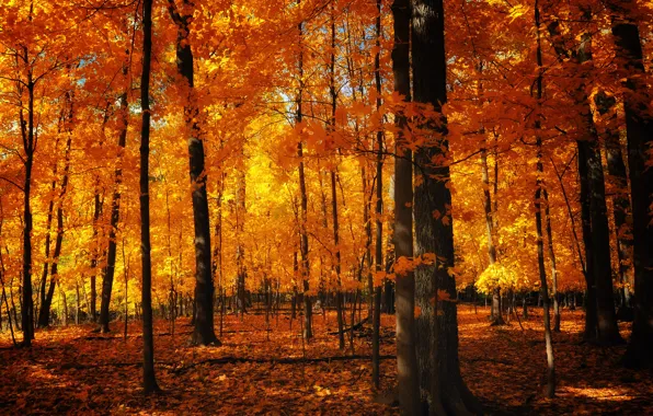 Picture autumn, nature, trunks, foliage, orange