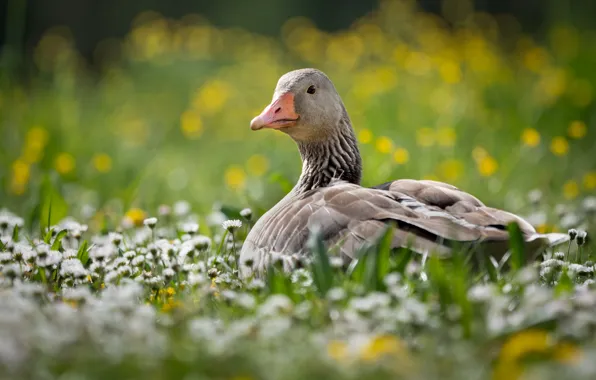 Summer, flowers, stay, bird, glade, chamomile, goose, bokeh