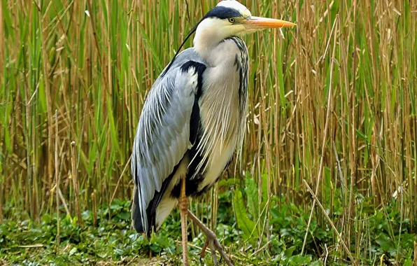Picture grass, bird, beak, grey Heron