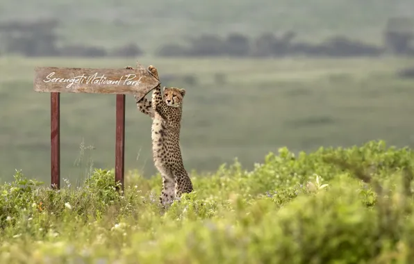 Picture africa, Cheetah, Serengeti National Park