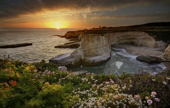 Flowers, the ocean, Rocks, CA, USA
