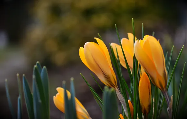 Leaves, flowers, spring, yellow, crocuses, buds