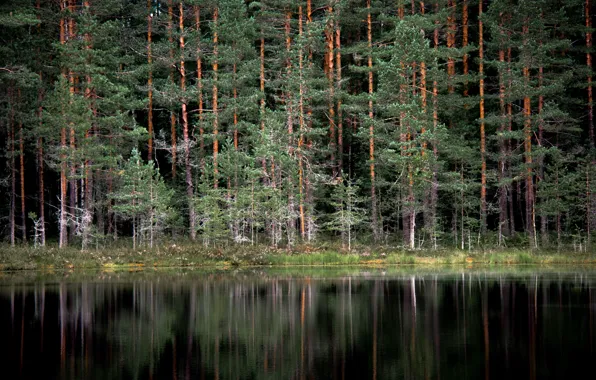 Wood, Water, Sea, Trees, Reflexion, Wilderness