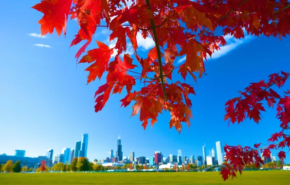Autumn, the sky, leaves, the city, home, Chicago, USA, maple