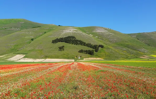 Picture field, the sky, trees, flowers, mountains, Maki, slope, meadow