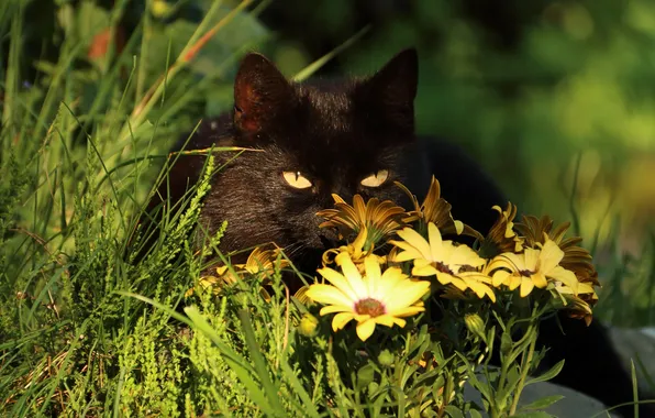 Summer, grass, eyes, cat, black, plants