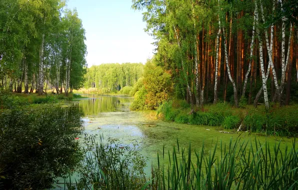 Pond, reed, birch