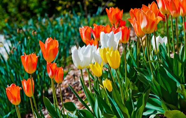 Tulips, buds, colorful
