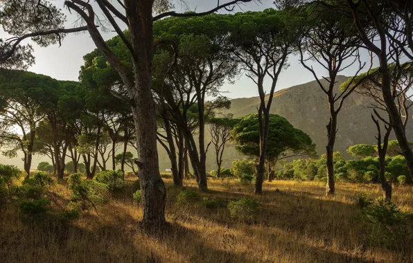 Picture field, forest, grass, trees, mountains, branches, crown