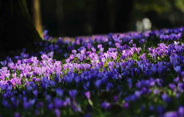 Spring, Spring, Purple flowers, Purple flowers