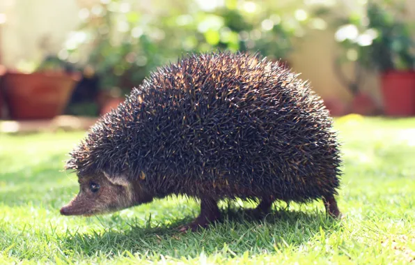 Hedgehog, garden, animal, hedgehog, spines