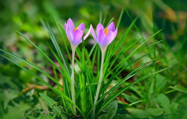 Picture nature, spring, Krokus