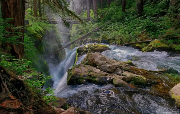 Picture forest, bridge, river, stones, waterfall, stream