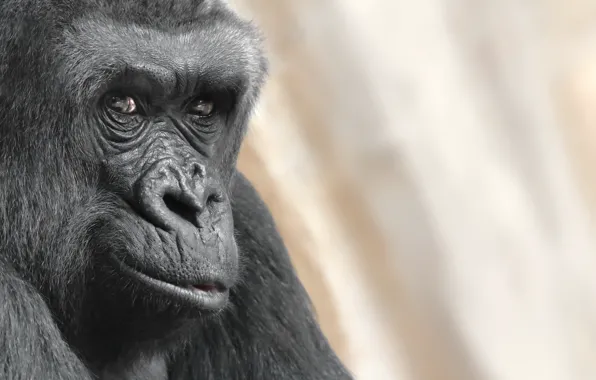 Picture look, portrait, monkey