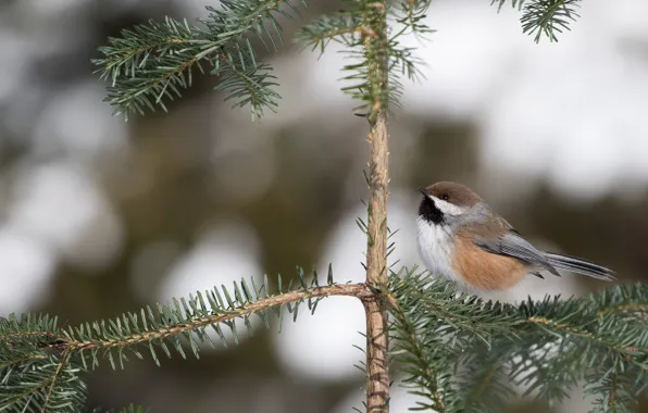 Picture trees, branches, nature, grey, background, bird, small, bird