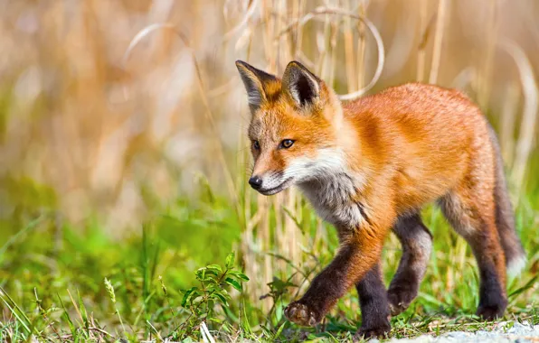 Picture small, Fox, walk, steps